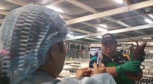 Taiwanese Inspector Taking Photos of Rock Lobster in Geralton Fisherman's Co-Operative